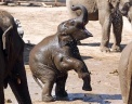 Слоненок по кличке Наян играет с водой в зоопарке Честер, Англия. Фото: AP