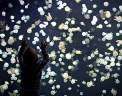 Ребёнок смотрит на пятнистых медуз в аквариуме Ванкувера в Канаде. Фото: Reuters