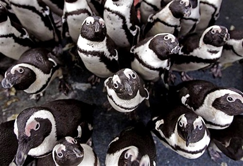 Пингвины во время их освобождения работниками из Южной Африки (Фонд по сохранению прибрежных птиц), на окраине Кейптауна. Более 200 пингвинов были найдены покрытыми нефтью после утечки с аварийного сухогруза. Их отмыли, выкормили и поздоровевшими вернули к океану. Фото: АР