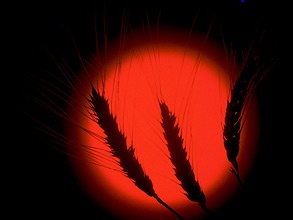 Урожай зерна в России в 2010 году, по последним подсчетам Министерства сельского хозяйства, составит от 70 до 75 млн тонн зерна. Фото: РИА Новости