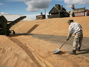 Несмотря на обещания Минсельхоза, экспорт зерна из России начал иссякать. Фото: РИА Новости