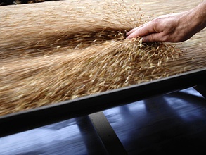 Россия может ввести временный запрет на экспорт зерна уже на будущей неделе. Фото: РИА Новости