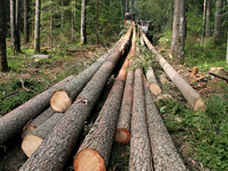 Экологи добились приостановки работ по вырубке деревьев в Химкинском лесу Подмосковья, прогнав рабочих, не имевших разрешительных документов. Фото: PhotoXPress