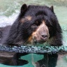 Фото: Tambako the Jaguar/flickr.com