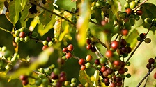 Фото: Fernando Stankuns/flickr.com