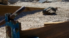 Фото: Clay Larsen/flickr.com
