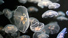 Фото: craiginvan/flickr.com