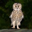 Фото: apalca/flickr.com
